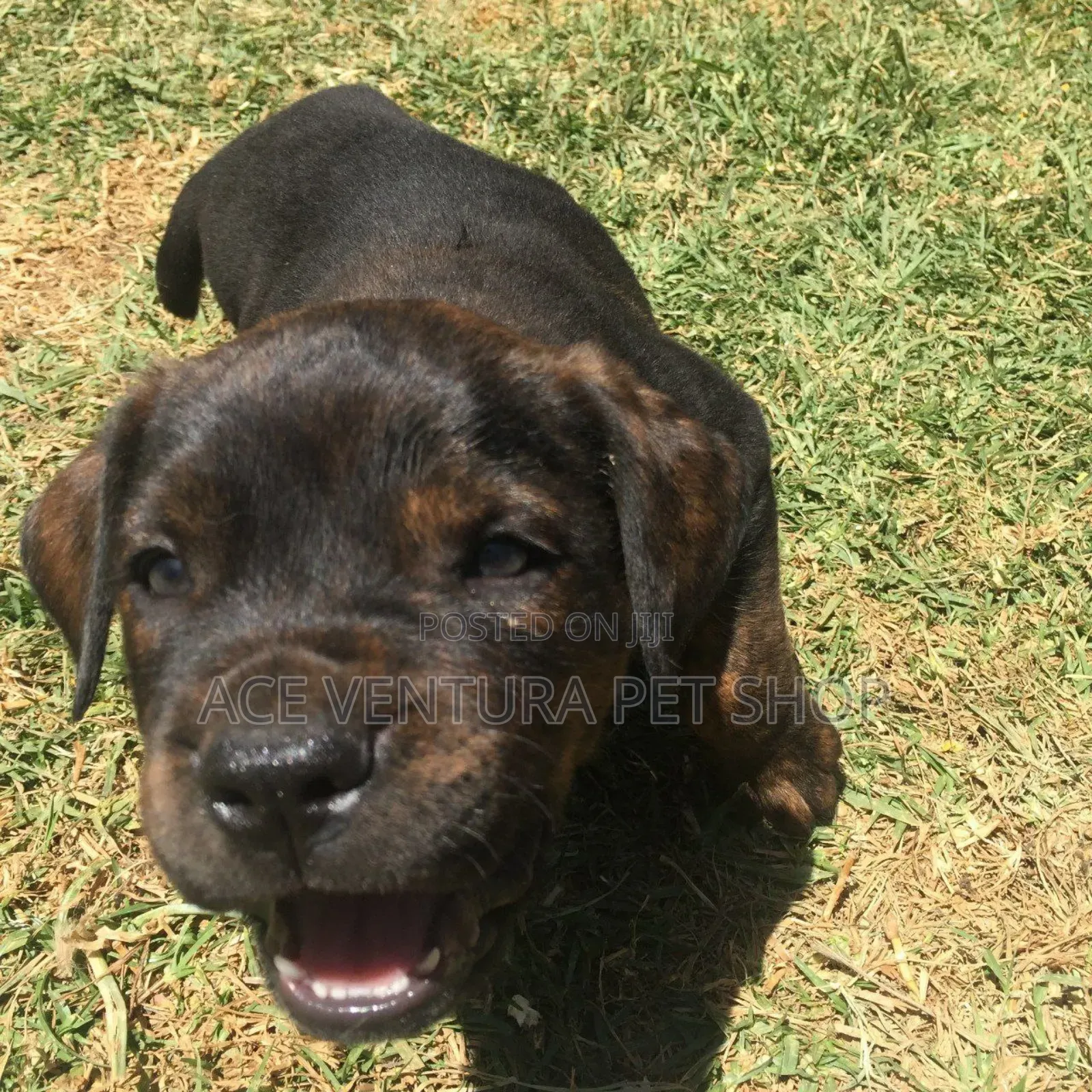 1-3 months Male Purebred Bull Terrier