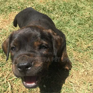 1-3 months Male Purebred Bull Terrier