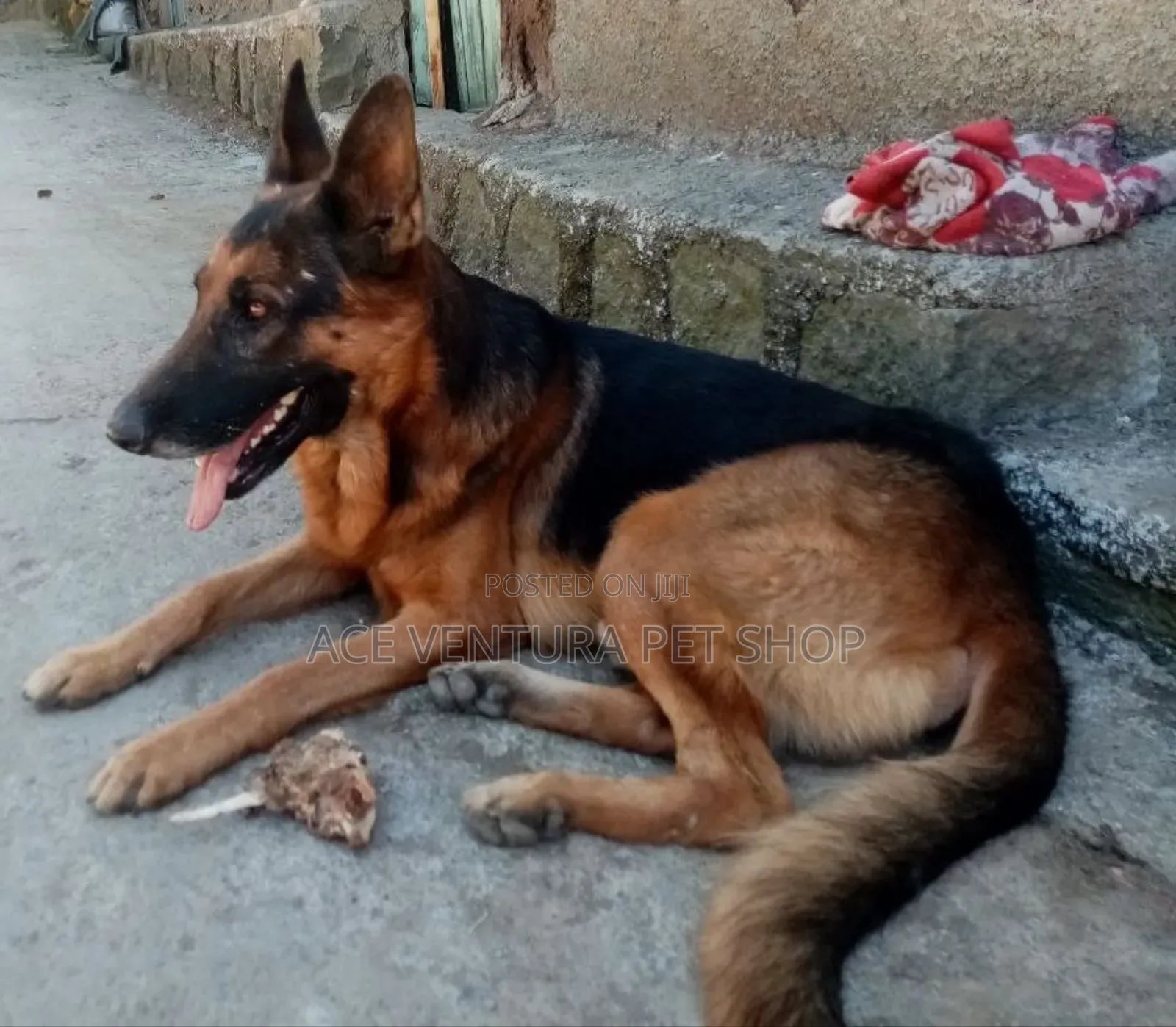 1-3 months Male Purebred German Shepherd