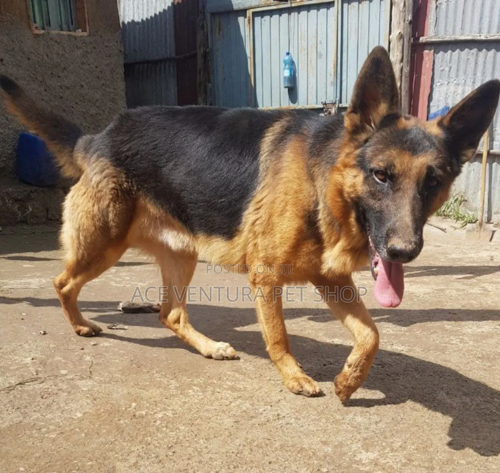1-3 months Male Purebred German Shepherd