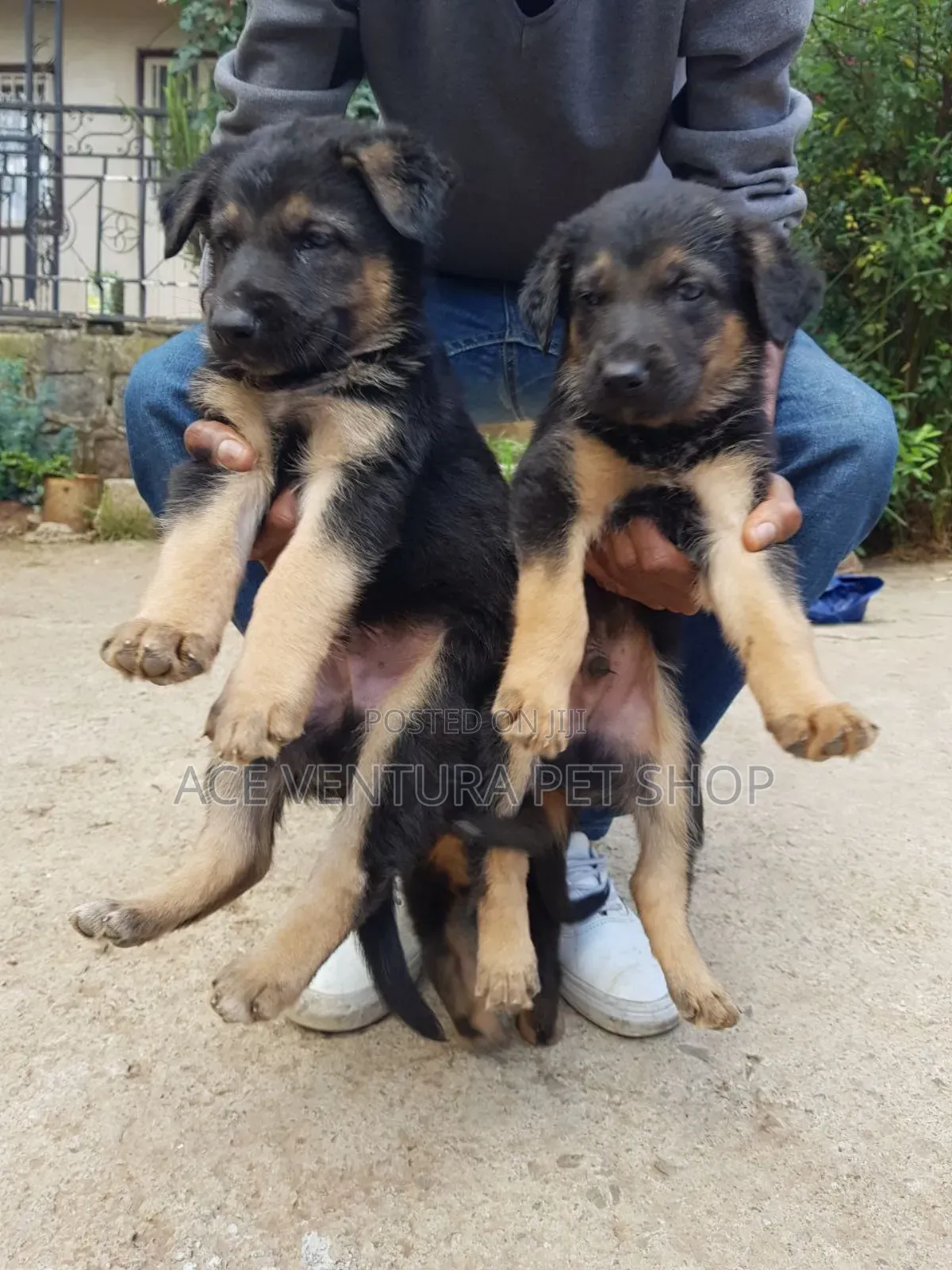 1-3 months Male Purebred German Shepherd
