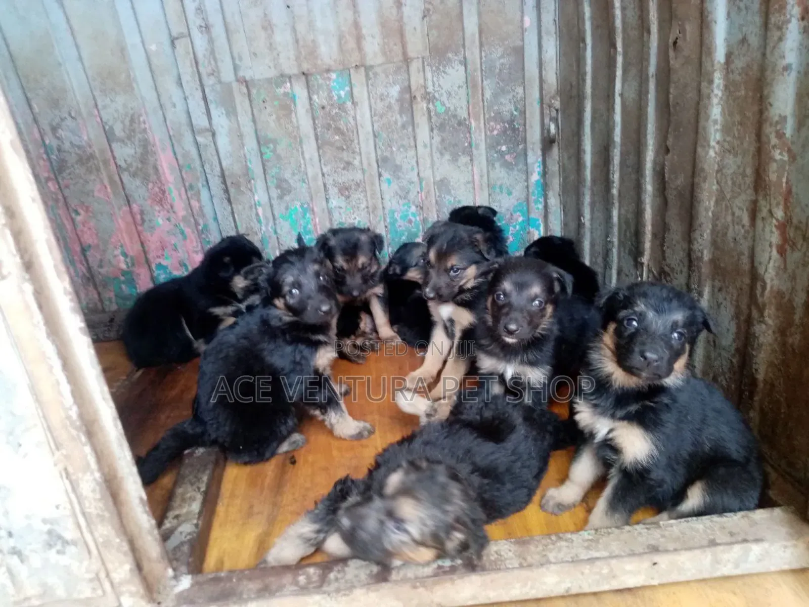 1-3 months Male Purebred German Shepherd