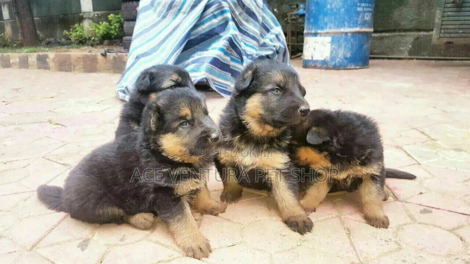 1-3 months Male Purebred German Shepherd