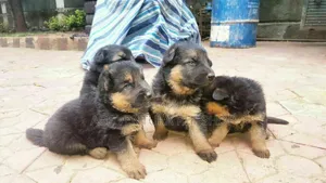 Photo - 1-3 months Male Purebred German Shepherd