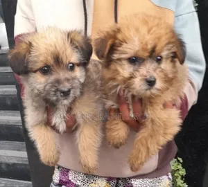 Photo - 1-3 months Male Purebred Maltese