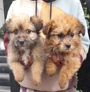 1-3 months Male Purebred Maltese