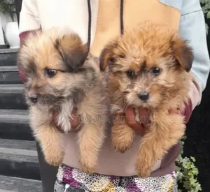 1-3 months Male Purebred Maltese