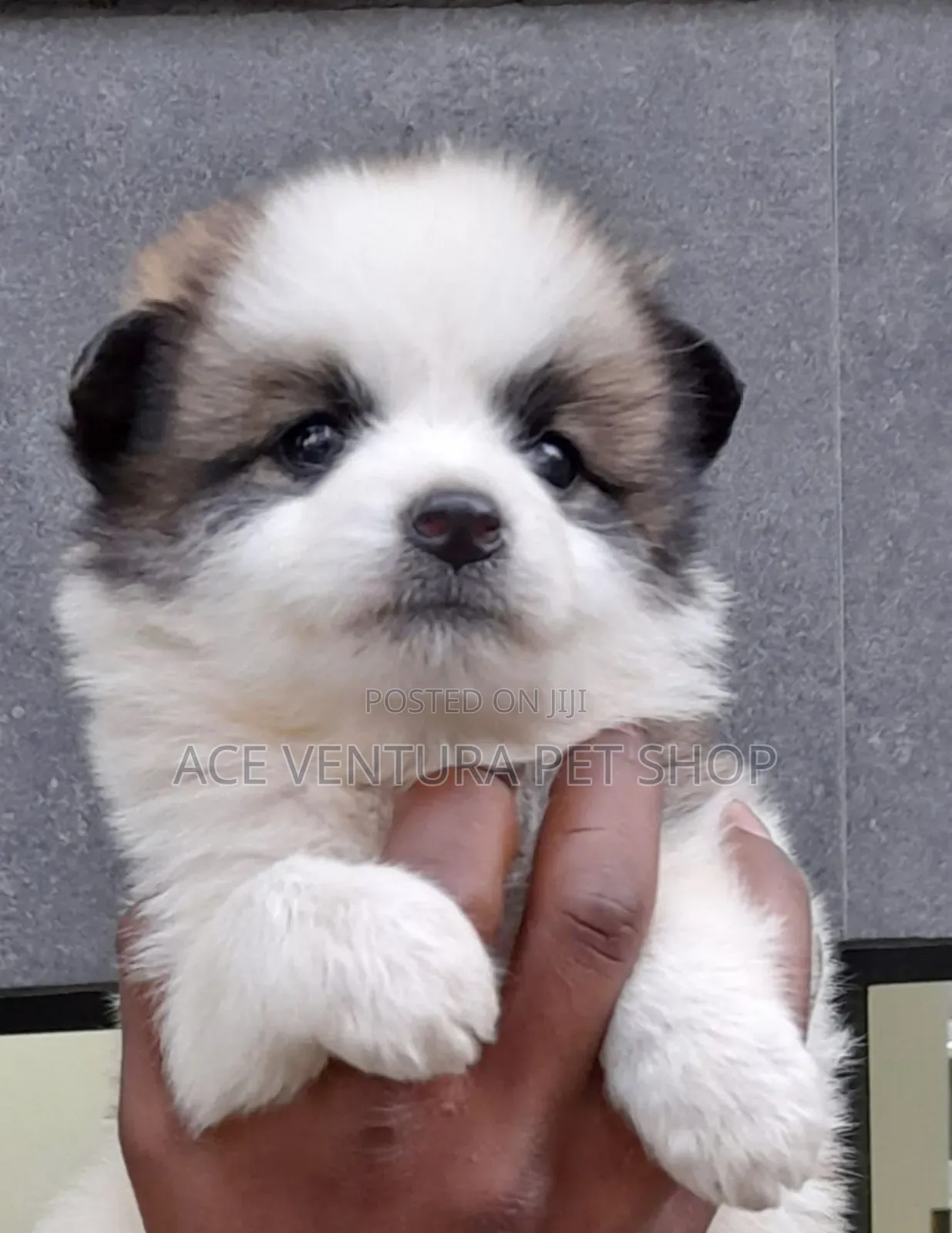 1-3 months Male Purebred Maltese