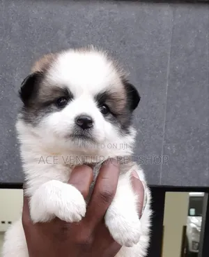 1-3 months Male Purebred Maltese