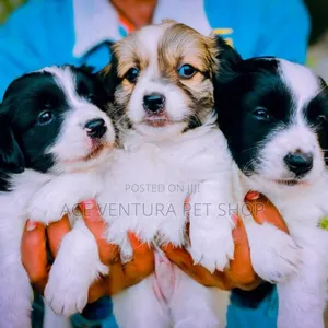 Photo - 1-3 months Male Purebred Maltese