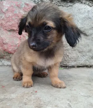Photo - 1-3 months Male Purebred Maltese