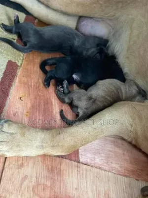 Photo - 1-3 months Male Purebred Bullmastiff