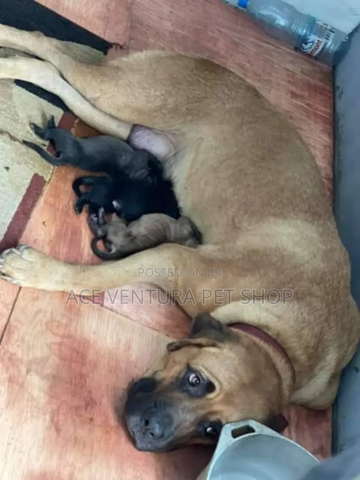 1-3 months Male Purebred Bullmastiff