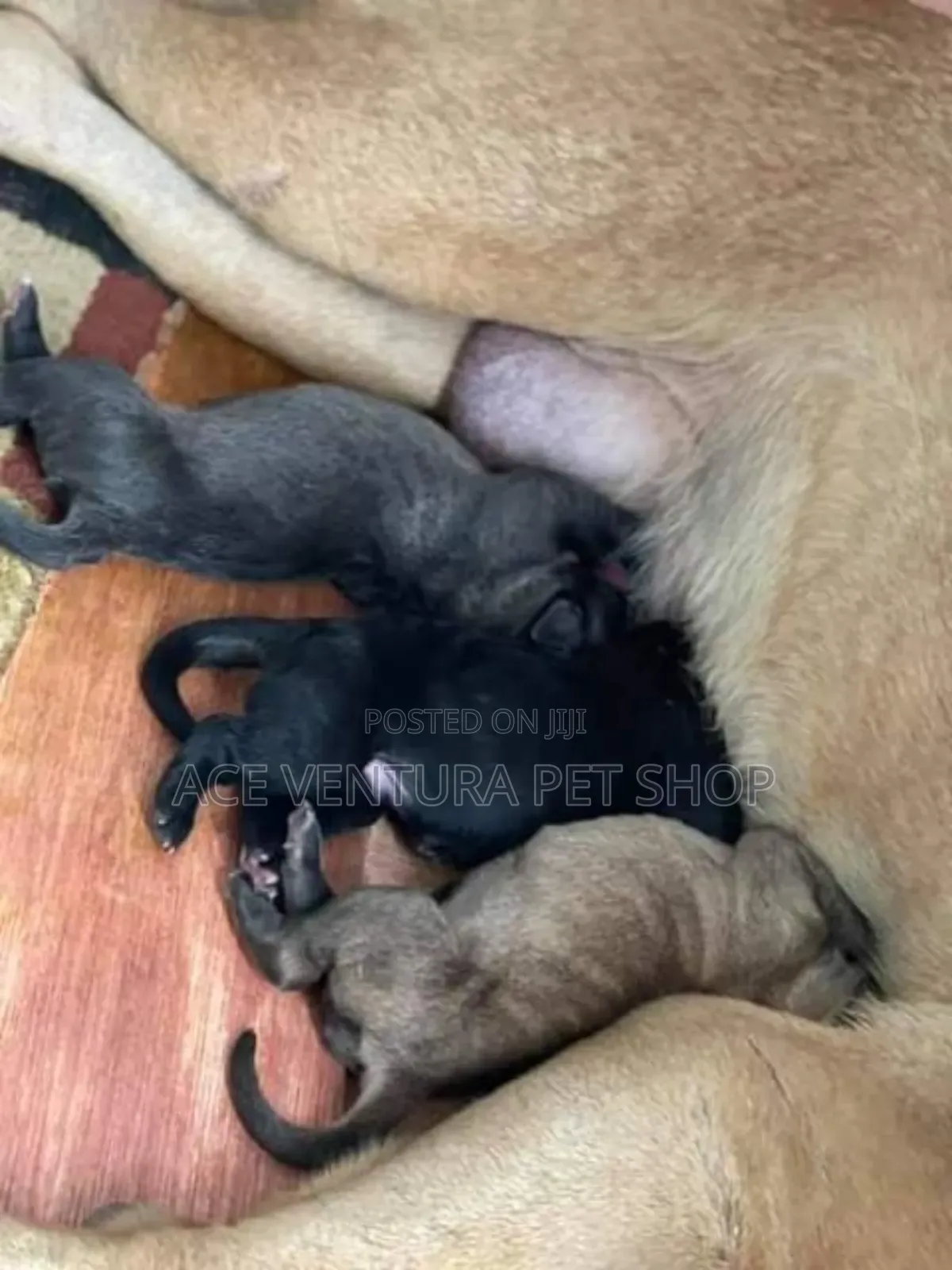 1-3 months Male Purebred Bullmastiff