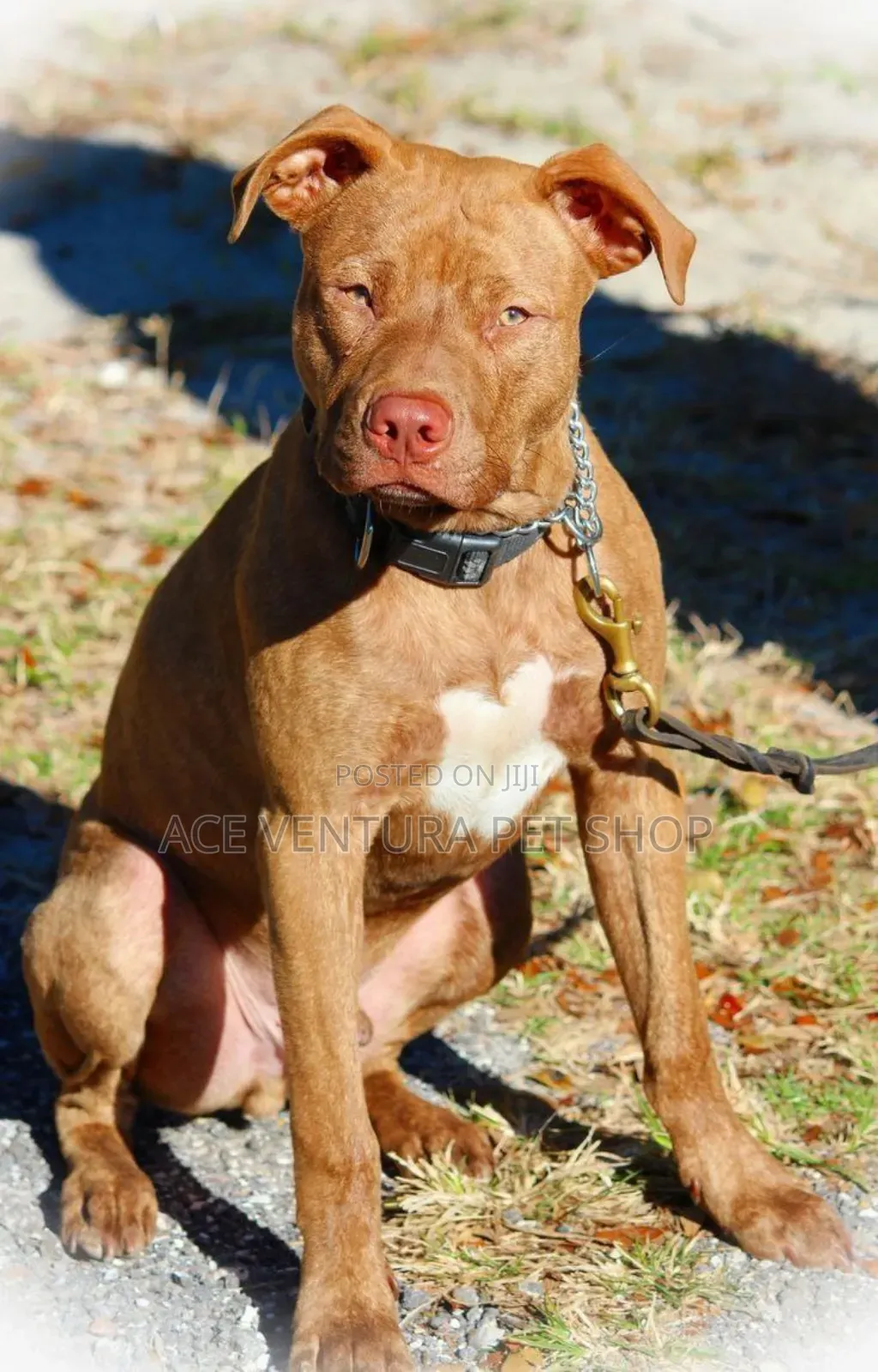 1-3 months Male Purebred American Pit Bull Terrier