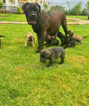 Photo - 1-3 months Male Purebred Boerboel