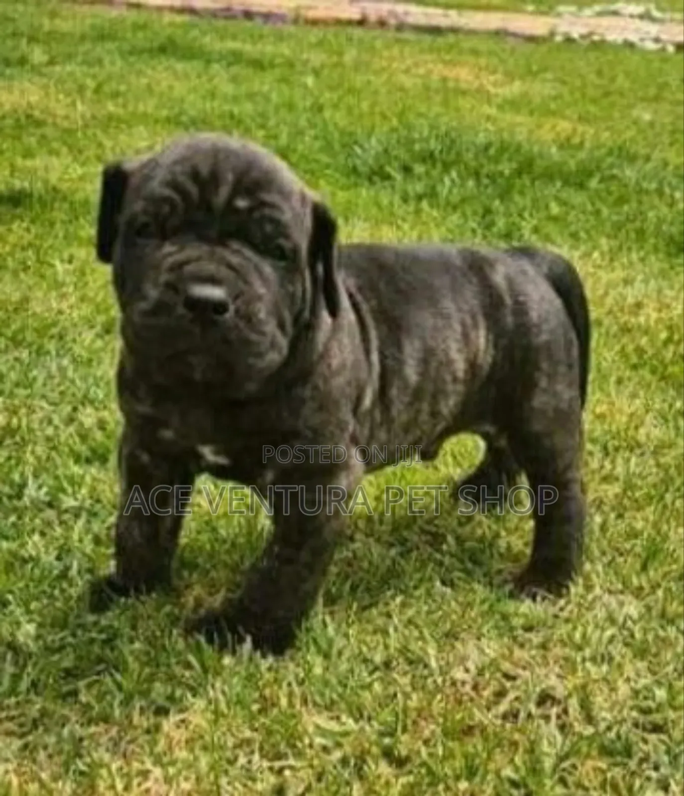1-3 months Male Purebred Boerboel