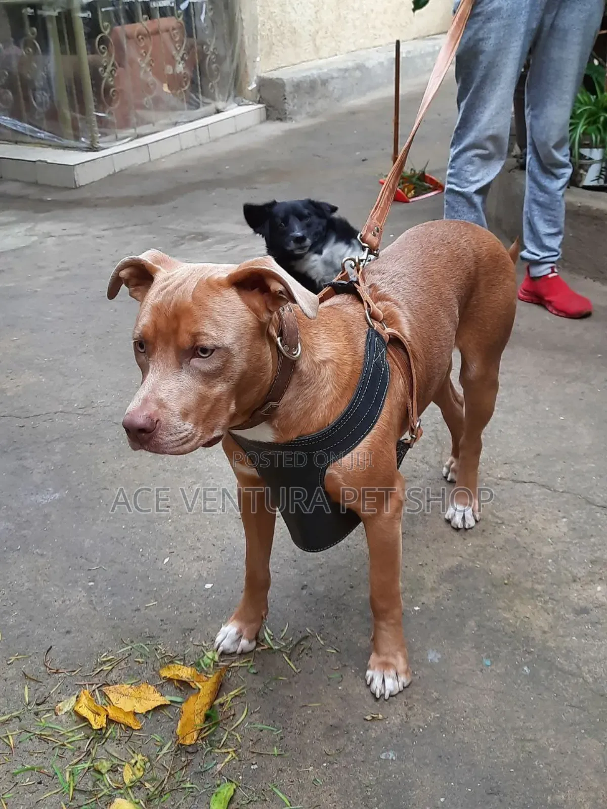 1-3 months Male Purebred American Pit Bull Terrier