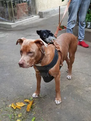 Photo - 1-3 months Male Purebred American Pit Bull Terrier