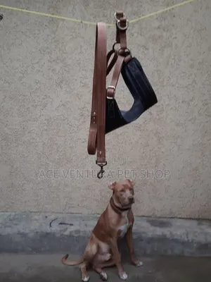 Photo - 1-3 months Male Purebred American Pit Bull Terrier