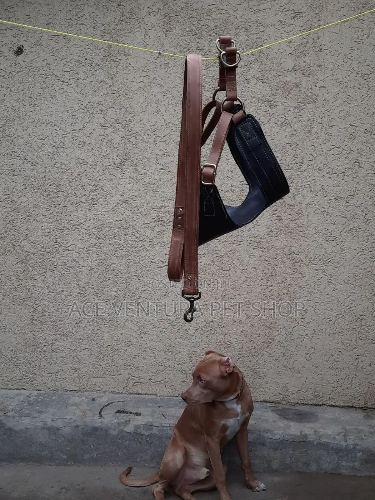 1-3 months Male Purebred American Pit Bull Terrier