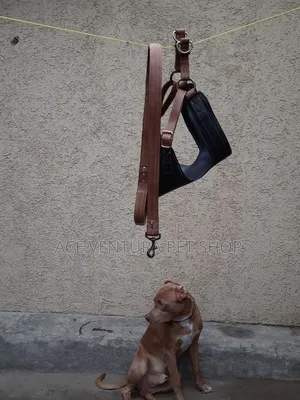 1-3 months Male Purebred American Pit Bull Terrier