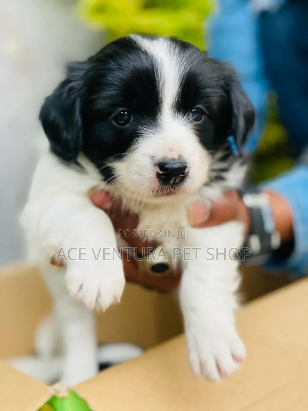 1-3 months Male Purebred Maltese