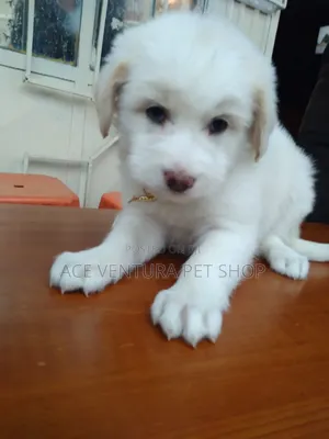 1-3 months Male Purebred Maltese