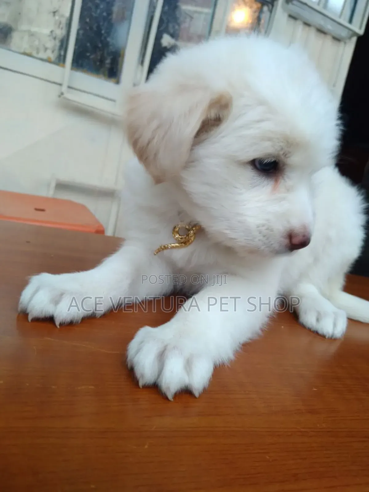 1-3 months Male Purebred Maltese