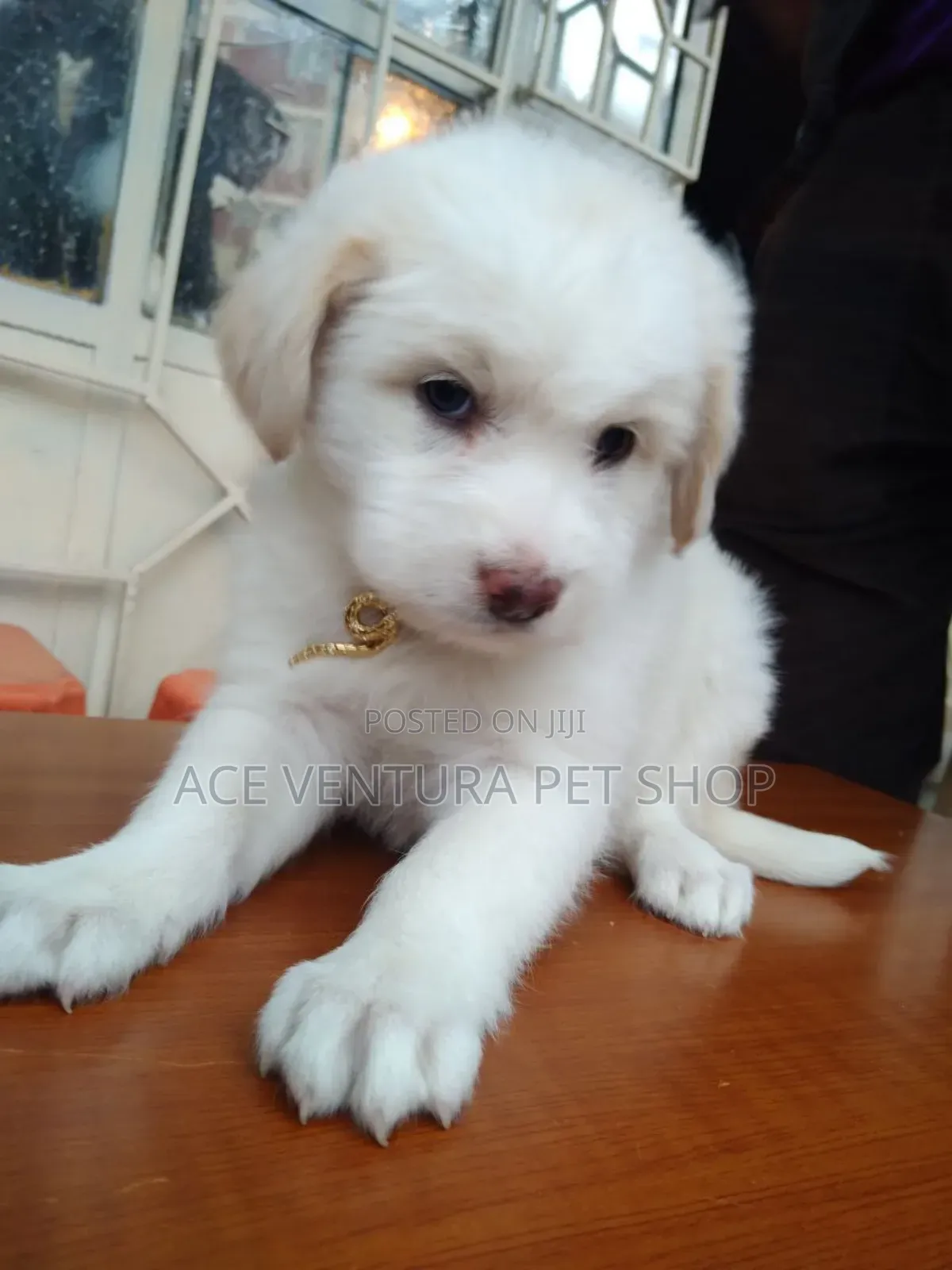 1-3 months Male Purebred Maltese
