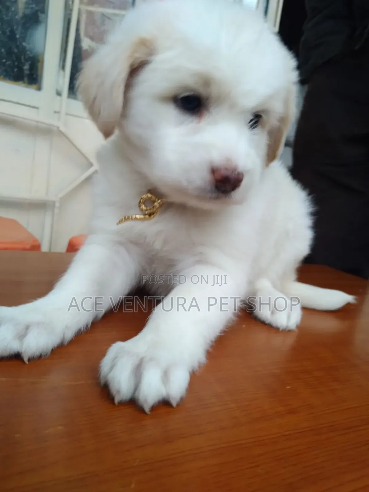 1-3 months Male Purebred Maltese