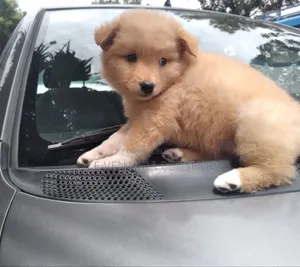 Photo - 1-3 months Male Purebred Maltese