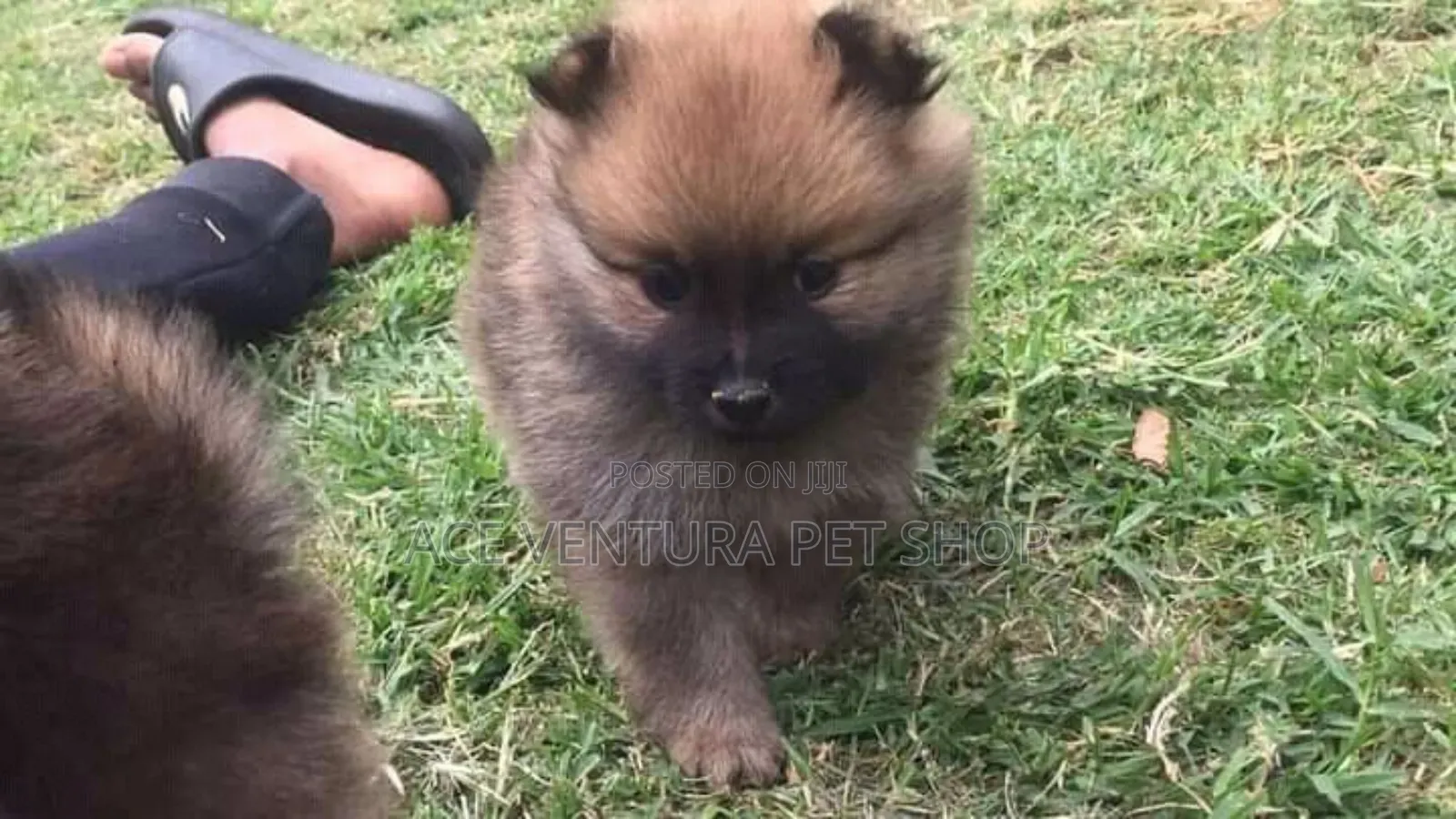 1-3 months Male Purebred Pomeranian