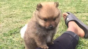 1-3 months Male Purebred Pomeranian