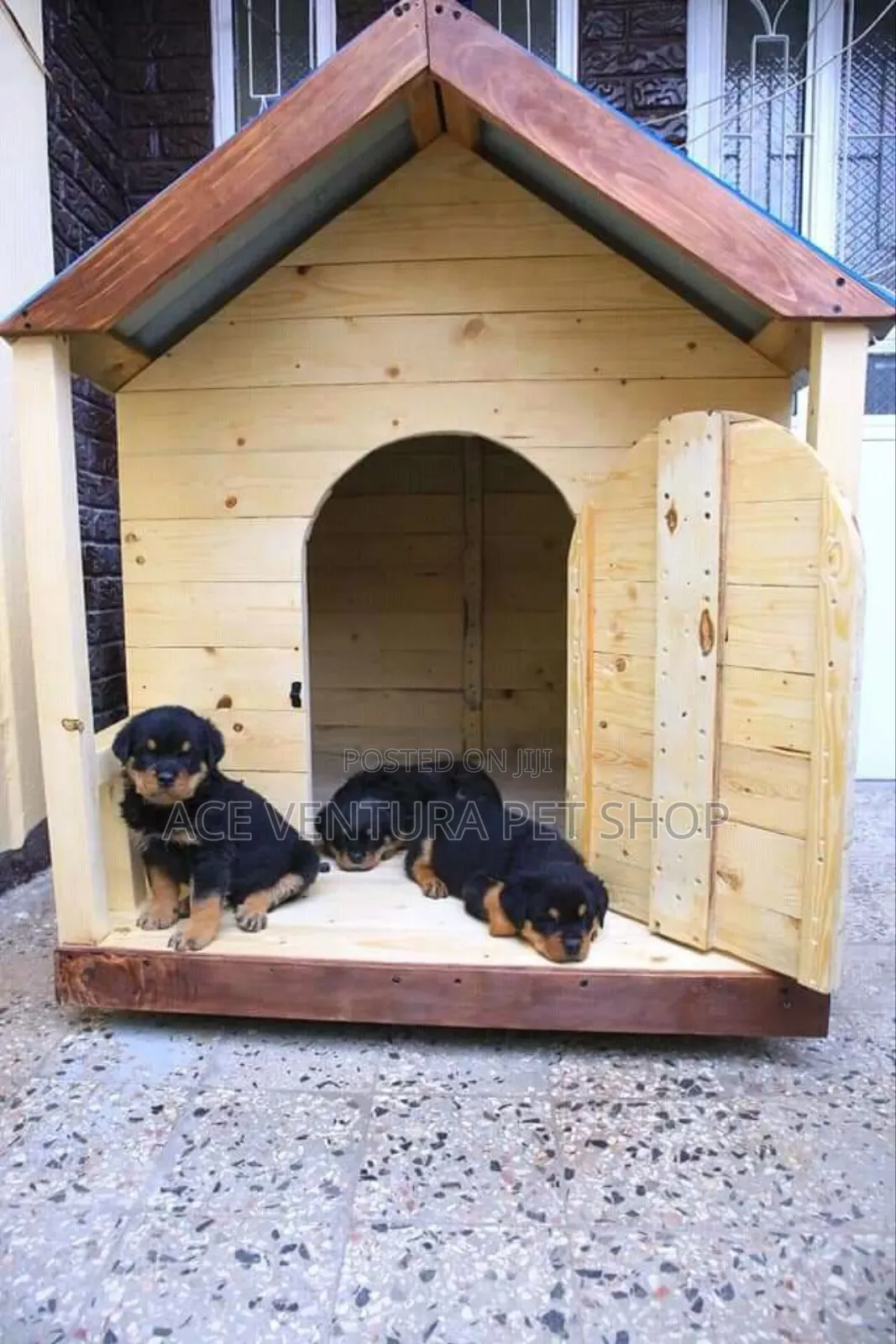 1-3 months Male Purebred Rottweiler