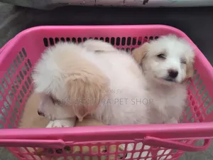 Photo - 1-3 months Male Purebred Maltese