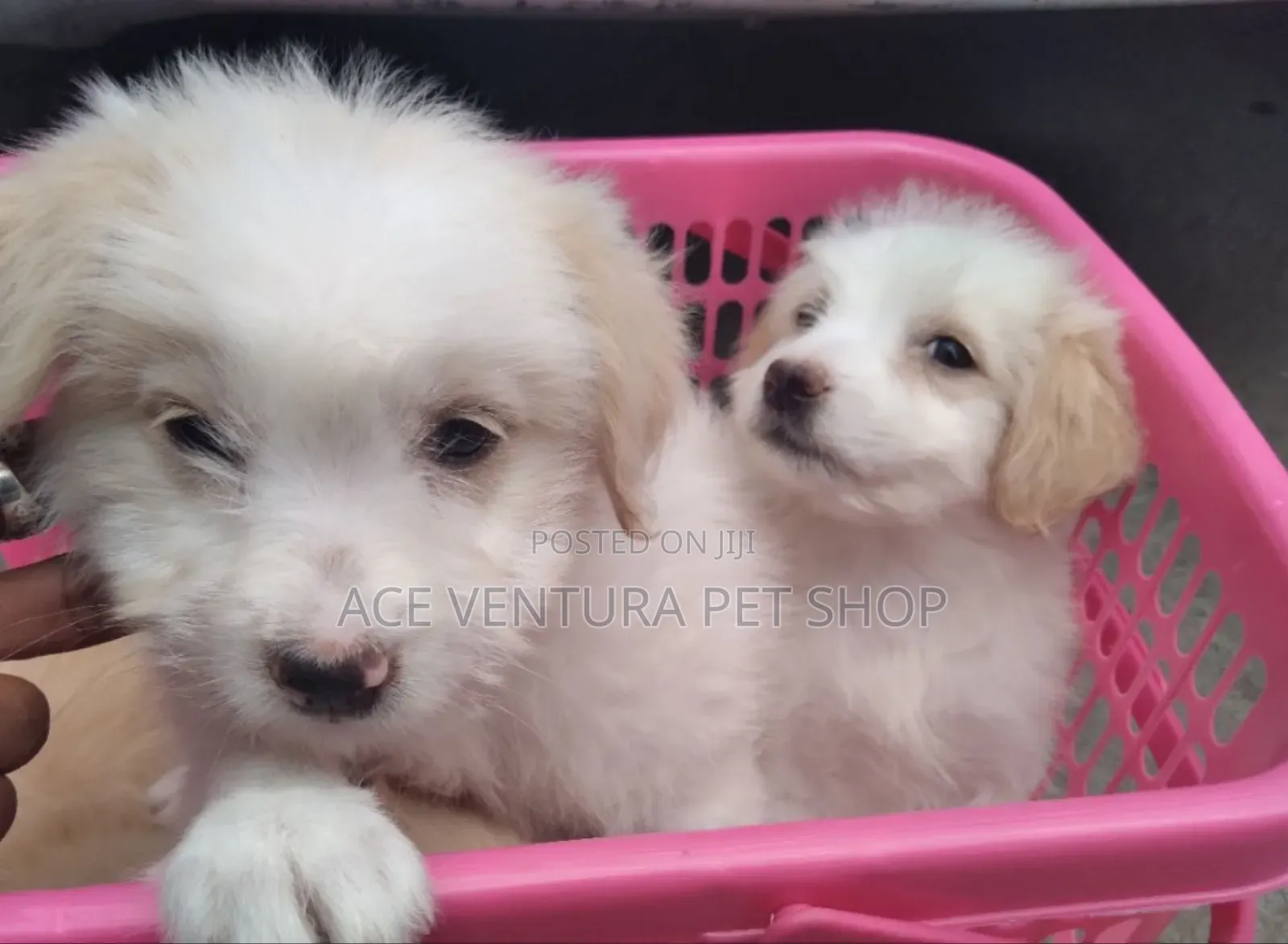 1-3 months Male Purebred Maltese