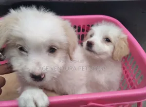 1-3 months Male Purebred Maltese