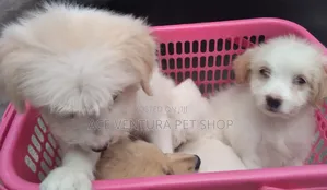 1-3 months Male Purebred Maltese