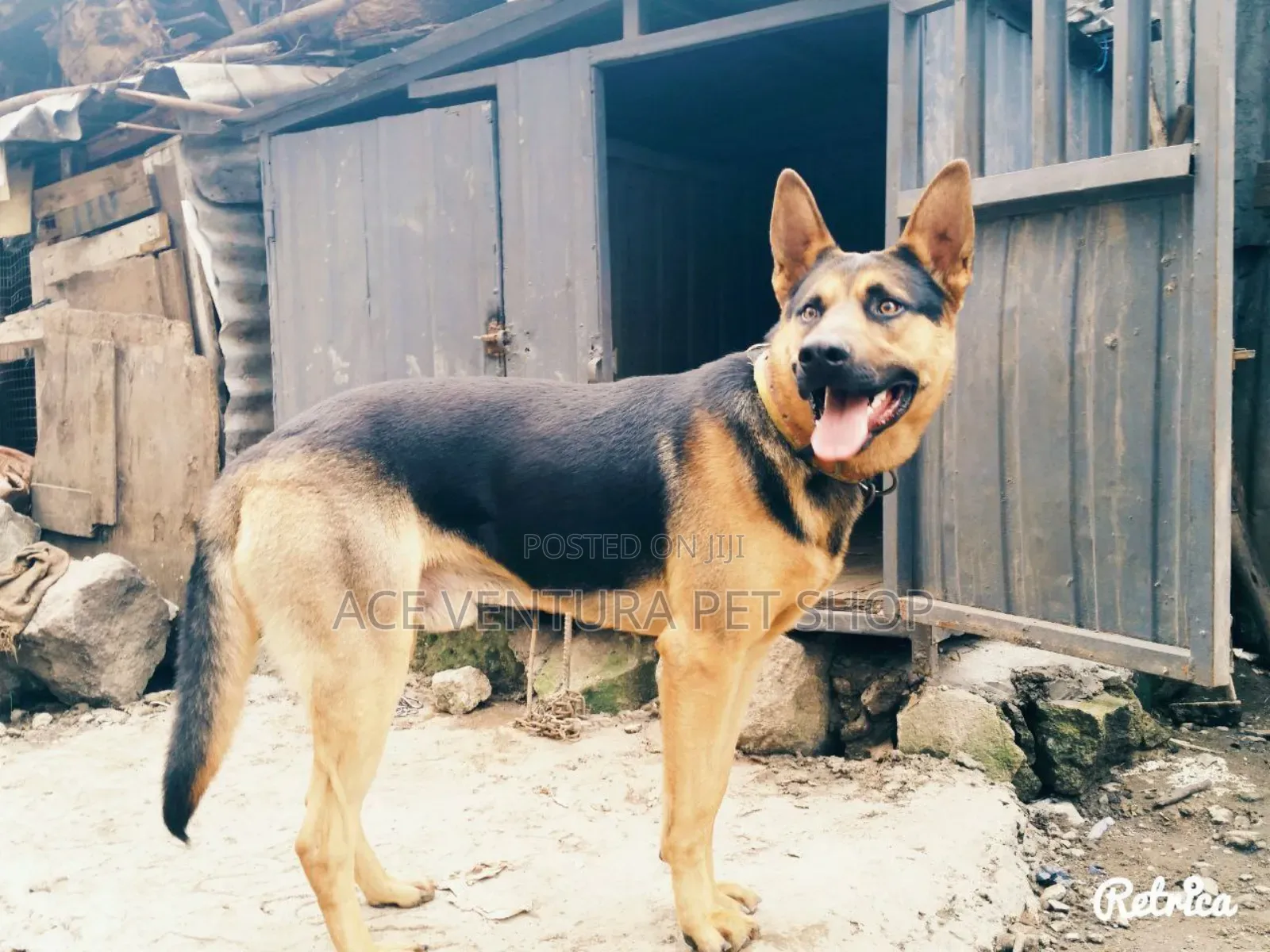 1-3 months Male Purebred German Shepherd
