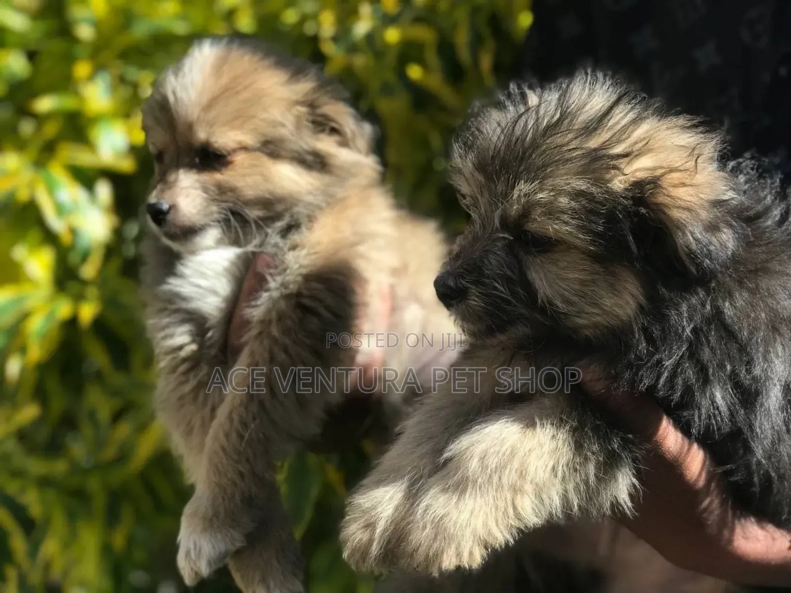 1-3 months Male Purebred Maltese
