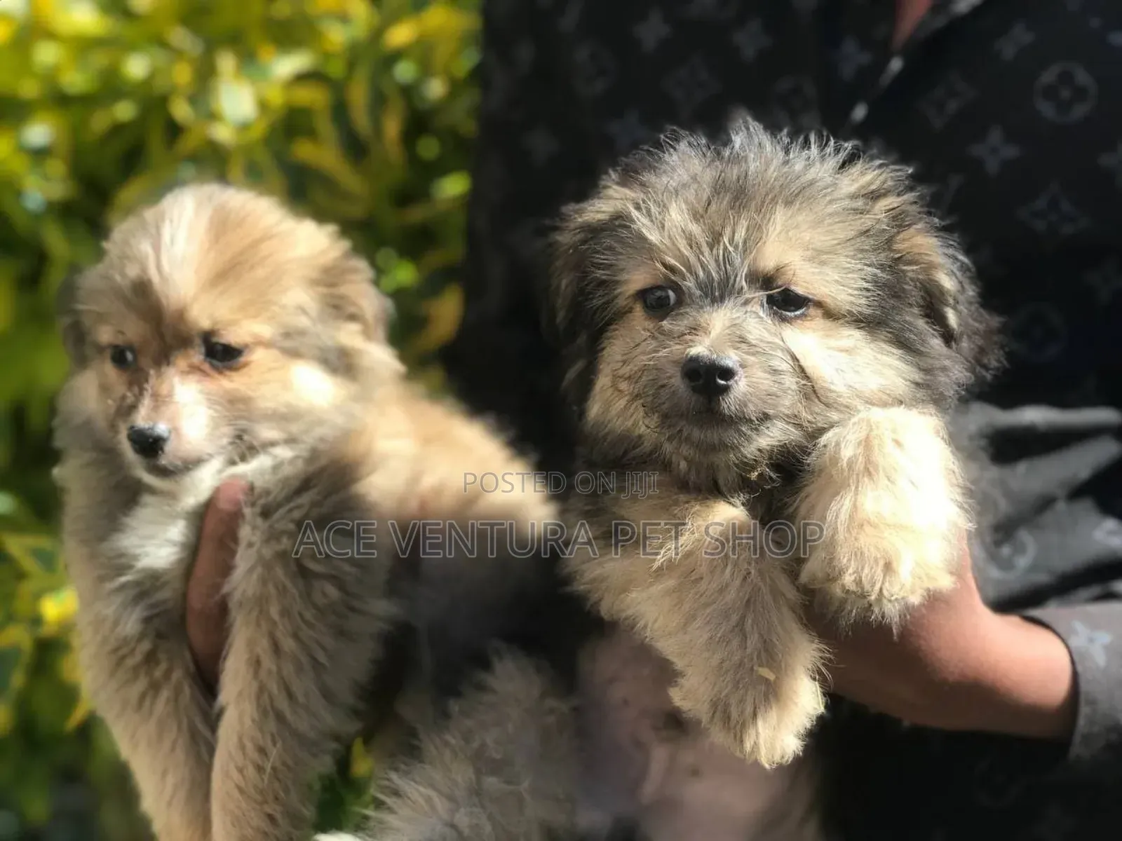 1-3 months Male Purebred Maltese