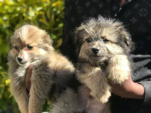 1-3 months Male Purebred Maltese