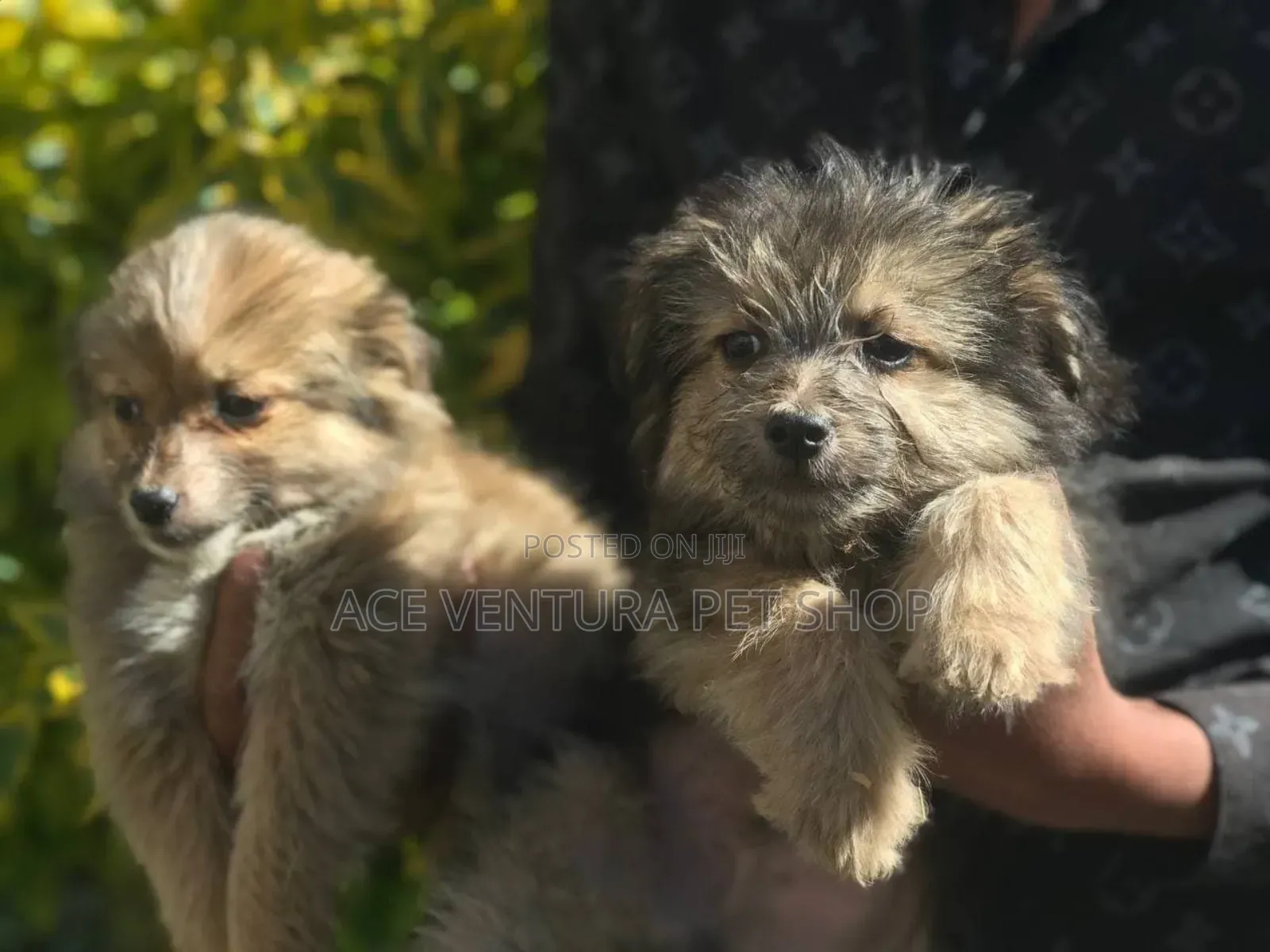 1-3 months Male Purebred Maltese