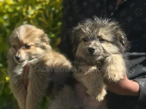 1-3 months Male Purebred Maltese