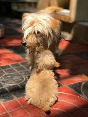 Photo - 1-3 months Male Purebred Maltese