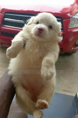 Photo - 1-3 months Male Purebred Maltese