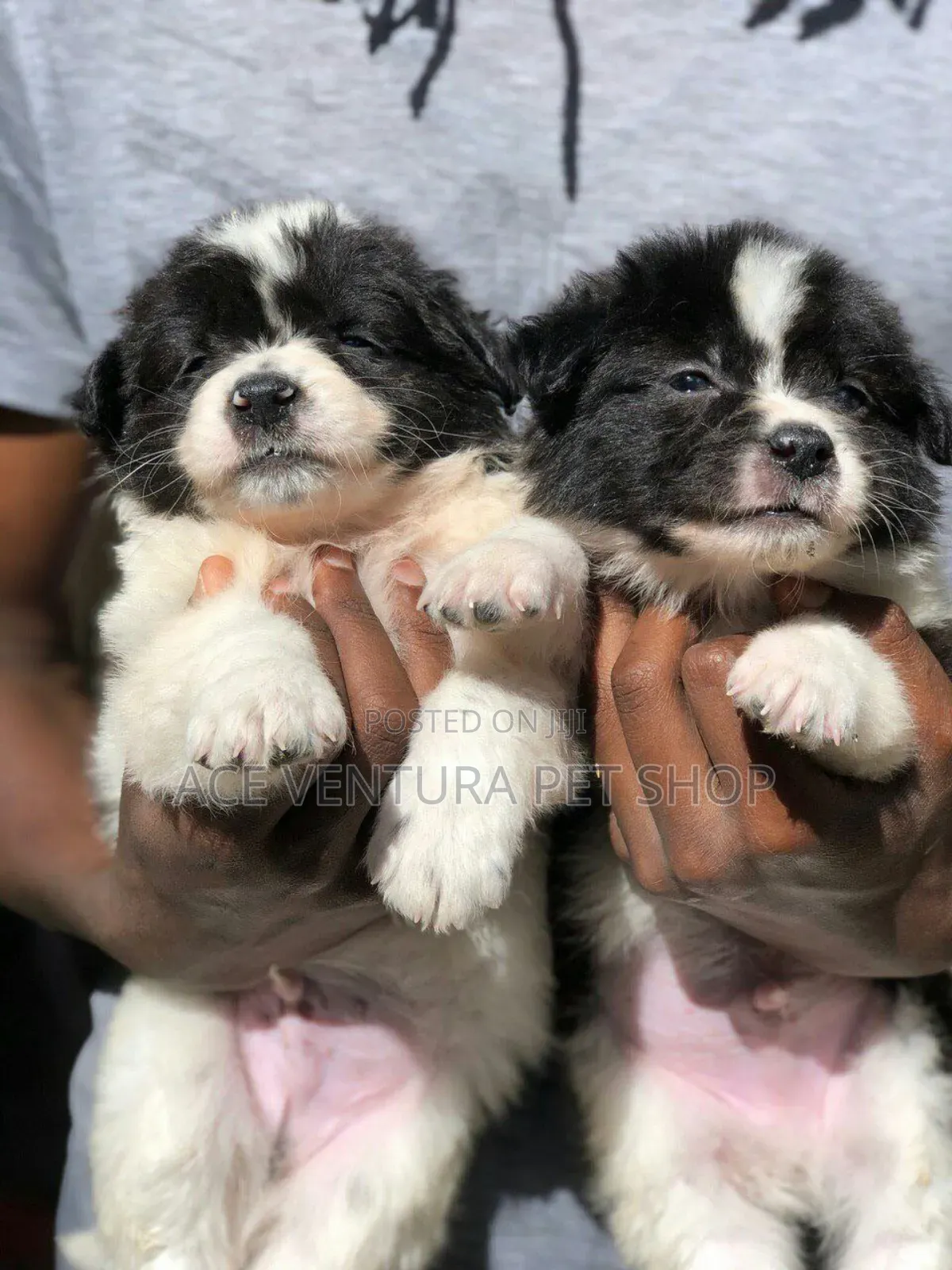 1-3 months Male Purebred Maltese