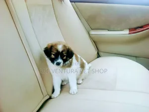 Photo - 1-3 months Male Purebred Maltese