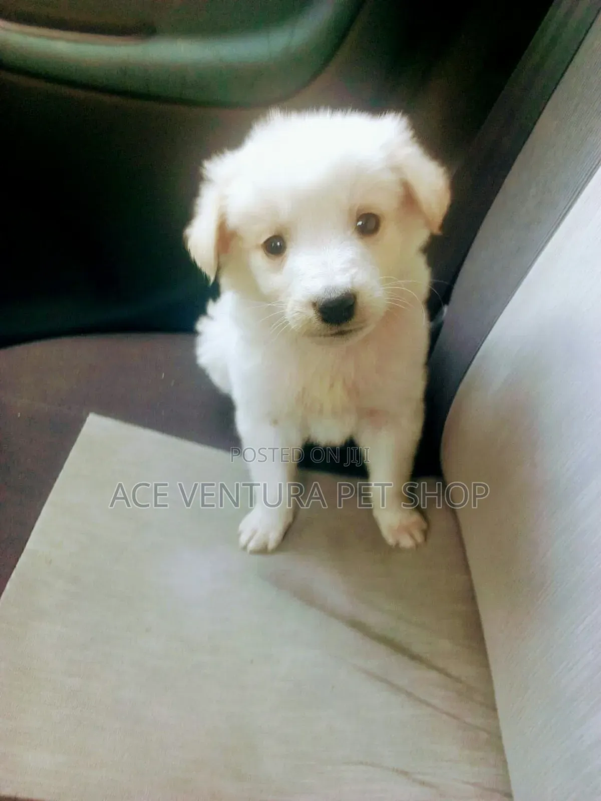 1-3 months Male Purebred Maltese